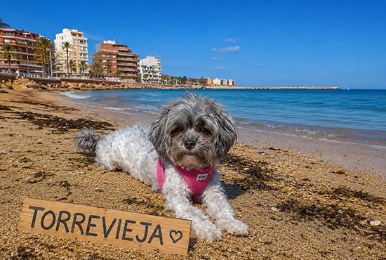 Hundeleben in Spanien