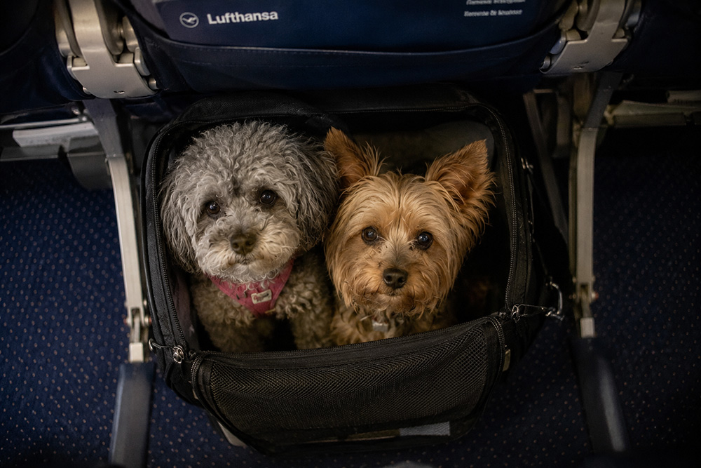 lotti und artur lufthansa